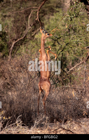 Gerenuk Fütterung auf Hinterbeinen Stockfoto