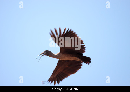 Hadeda Ibis im Flug Vogel Stockfoto