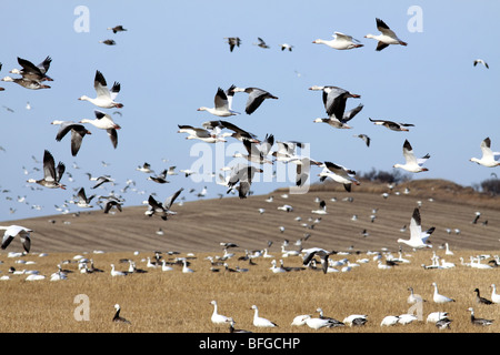 Schneegänse Land in großen Herden, ernähren sich von Weizen Stoppeln in North Dakota. Stockfoto