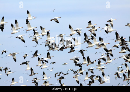 Eine große Herde von geringerem Schneegänse und blauen Gänse im Flug Stockfoto