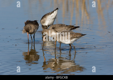 Black-tailed Godwits Fütterung in flachen Becken, Norfolk Stockfoto