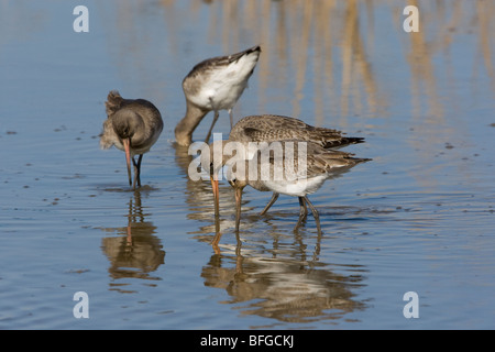 Black-tailed Godwits Fütterung in flachen Becken, Norfolk Stockfoto