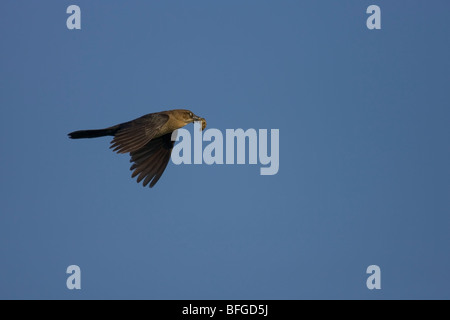 Boot-angebundene Grackle (Quiscalus großen Torreyi), weibliche im Flug mit der Nahrung. Stockfoto