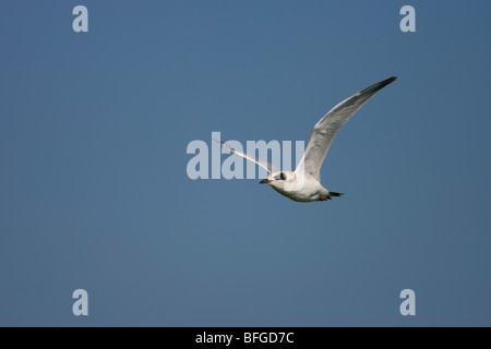 Forsters-Seeschwalbe (Sterna Forsteri), juvenile im Flug. Stockfoto