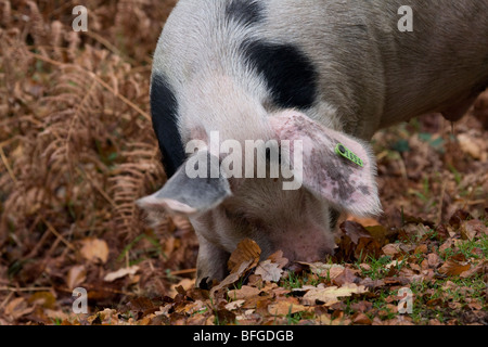 Gloucester alten Stelle Schweine Futter für Eicheln im New Forest, Hampshire Stockfoto