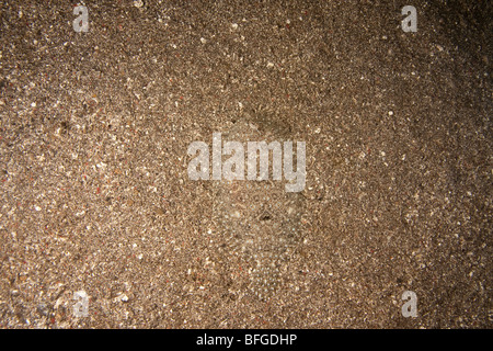 Peacock Flunder (Bothus Mancus) getarnt auf sandigen Meeresboden, Lembeh Strait, Nord-Sulawesi, Indonesien. Stockfoto