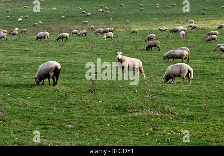 Schafe grasen auf der Wiese. Stockfoto