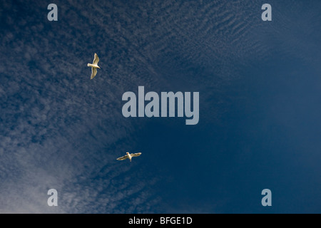 Möwen fliegen Stockfoto