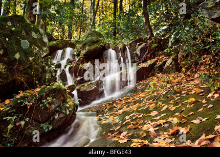 Fern Grotto mit Wasserfällen aus der alten Straße, Mitte Zinke Trail, Great Smoky Mountains National Park, Tennessee Stockfoto