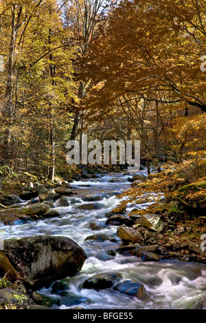 Nachmittag in der Nähe eine gute Größe-Baches entlang der "alten" Road-Abschnitts des Nahen Zinke Trail, Great Smoky Nationalpark, Tennessee Stockfoto