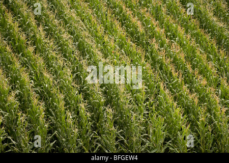 Aerial Nahaufnahme von einer amerikanischen Mais Maisfeld mit Quasten im Sommer. Nebraska, Great Plains, USA Stockfoto