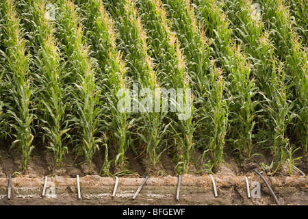 Luftaufnahme von einem amerikanischen Mais Maisfeld mit Bewässerung im Sommer. North Platte, Nebraska, NE US USA. Stockfoto