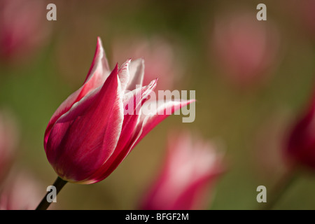 Tulpen im Garten Stockfoto