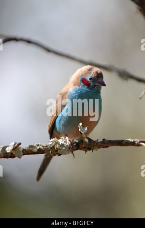 Rote Wangen-Cordonbleu Uraeginthus bengalus Stockfoto