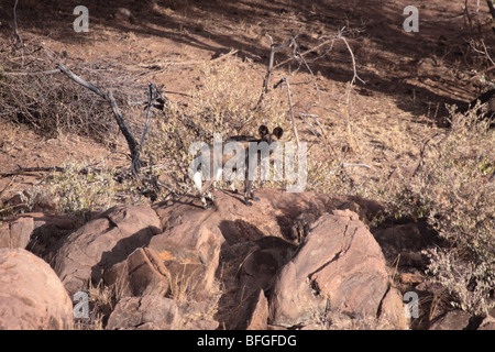 Afrikanischer Wildhund auf kopje Stockfoto