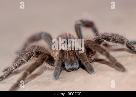 Spinne-Nahaufnahme Stockfoto