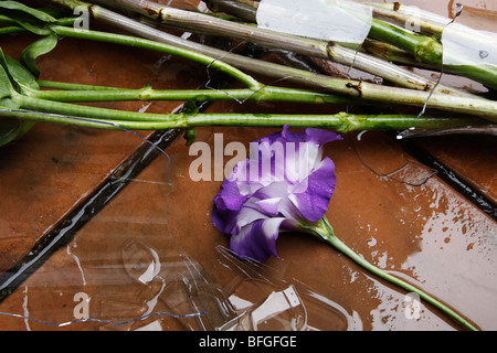 Vase mit Blumen liegen auf einem gefliesten Boden gebrochen Stockfoto