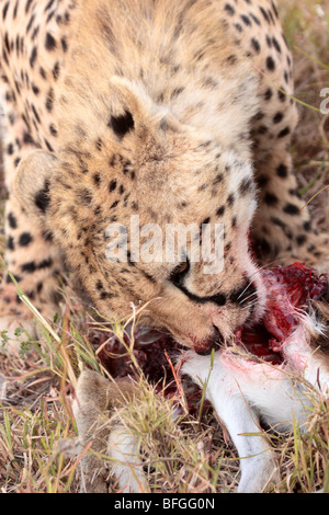 Gepard Acinonyx Jubatus in Masai Mara Kenia Stockfoto