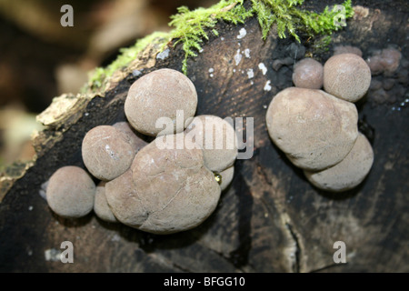 Frische König Alfred Kuchen Pilze Daldinia Concentrica wächst auf A Tree Stump an Leighton Moss RSPB Reserve, Lancashire, UK Stockfoto