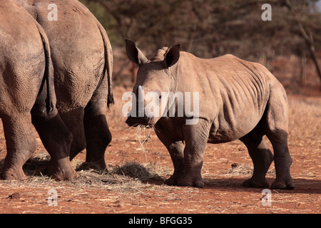 Breitmaulnashorn Kalb Stockfoto