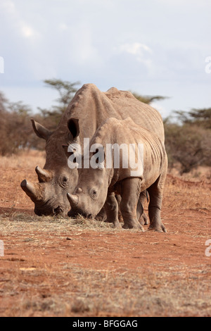 Breitmaulnashorn paar Stockfoto