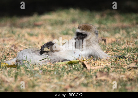 Vervet Affen entspannend Stockfoto