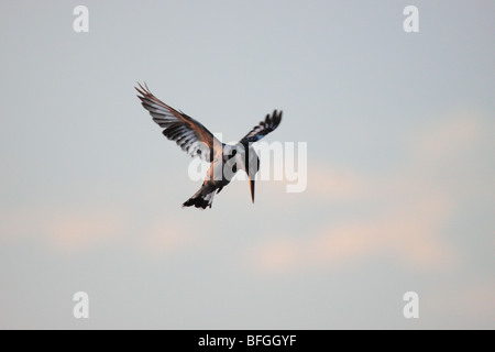 Pied Kingfisher schweben Stockfoto