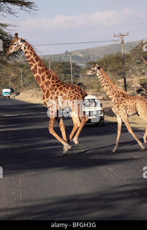 Giraffen über Straße in Kenia Stockfoto