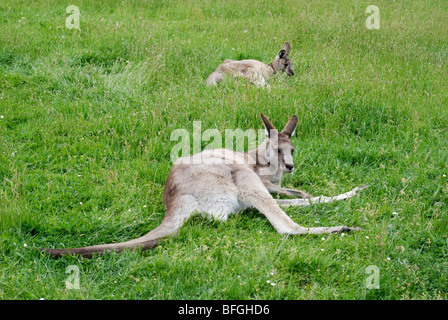 Kängurus am Flügel Wildpark, Tasmanien Stockfoto