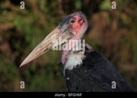 Marabou Storch Porträt Stockfoto