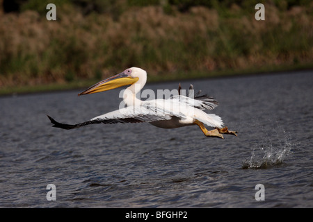 Rosa-backed Pelikan im Flug Stockfoto