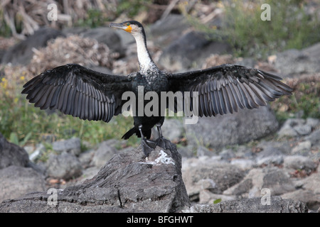 Großer Kormoran trocknen Flügel Stockfoto