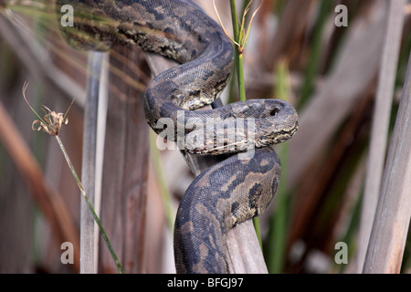 African Rock python Stockfoto