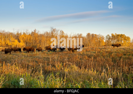 Herde von Bisons auf Elk Island, Alberta, Canada Stockfoto