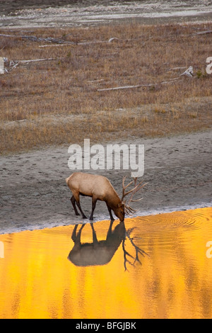 Bull Elk trinken vom See Stockfoto