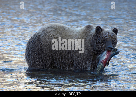 Wild Grizzly Bear mit Kumpel oder Hund Lachs im frühen Winter in Fishing Branch River.  Fishing Branch Ni'iinlii'Njik Park Yukon Stockfoto