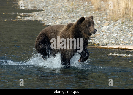 Wild Grizzly Bear nachlaufen einen Lachs in Fishing Branch River. (Ursus Arctos). Fishing Branch Ni'iinlii'Njik Park. Yukon-Terri Stockfoto