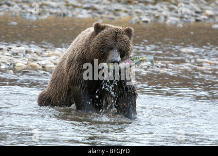 Wild Grizzly Bären fangen Hund oder Chum Salmon von Fishing Branch River im frühen Winter. Fishing Branch Ni'iinlii'Njik Park Yuko Stockfoto