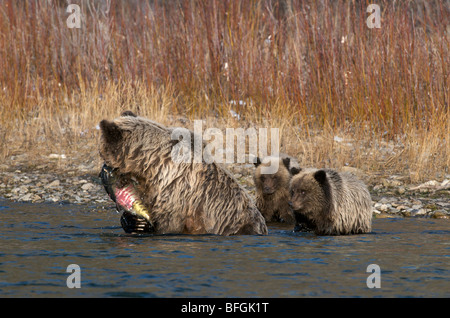 Grizzly Bär (Ursus Arctos), Chum Salmon in den Mund, Fishing Branch River, Ni'iinlii Njik Ecological Reserve, Yukon, Kanada Stockfoto