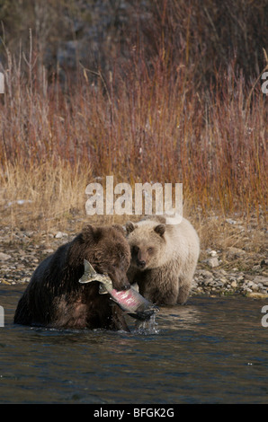 Grizzly BGrizzly Bär (Ursus Arctos) Chum Salmon in ihrem Mund Fishing Branch River Ni'iinlii Njik ökologische Reserve Yukon Canad Stockfoto