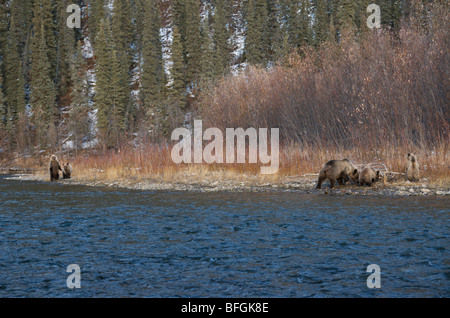 Grizzly Bär (Ursus Arctos) Sau und 1. Jahr jungen Zweig Fluss angeln. Ni'iinlii Njik Naturreservat Yukon-Territorium Stockfoto