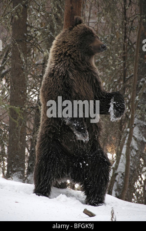 Grizzlybär (Ursus Arctos) reiben gegen einen Baumstamm, Anzahlung/Duft erwerben. Fishing Branch River Ni'iinlii Njik Ecologica Stockfoto