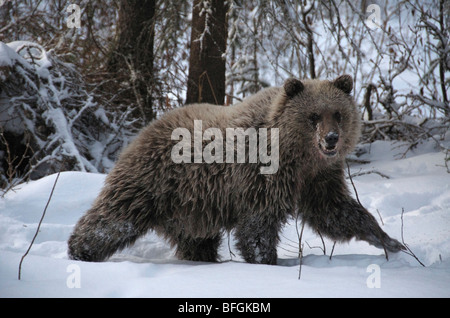 Grizzly Bär (Ursus Arctos) im Winter. Fishing Branch River, Ni'iinlii Njik ökologische Reserve, Yukon Territorium, Kanada Stockfoto