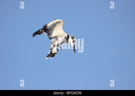 Pied Kingfisher schweben Stockfoto