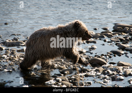 Grizzly Bear 1. Jahr Cub (Ursus Arctos). Fishing Branch River, Ni'iinlii Njik ökologische Reserve, Yukon Territorium, Kanada Stockfoto