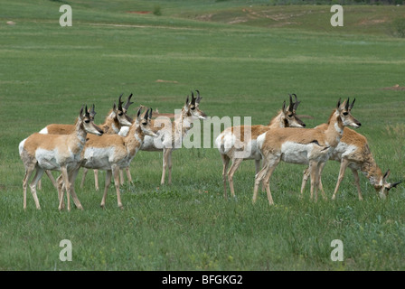 Pronghorn Antilope (Antilocapra Americana) vergießen Wintermäntel stehen Warnung im Frühjahr Prärie Grünland. Custer State Park Sout Stockfoto