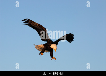 Weißkopf-Seeadler (Haliaeetus Leucocephalus) während des Fluges mit Krallen verlängert, Homer, Alaska, USA Stockfoto