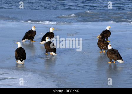 Versammlung der Weißkopf-Seeadler (Haliaeetus Leucocephalus) auf gefrorenen Küstenlinie Kachemak Bay, Homer, Alaska, USA Stockfoto