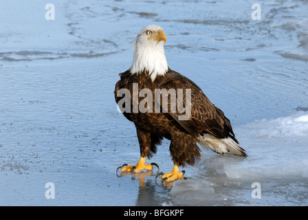 Weißkopf-Seeadler (Haliaeetus Leucocephalus) am zugefrorenen See, Homer, Alaska, USA Stockfoto