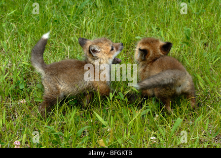 Rotfuchs (Vulpes Vulpes) Kits im Rasen spielen. Minnesota, USA Stockfoto